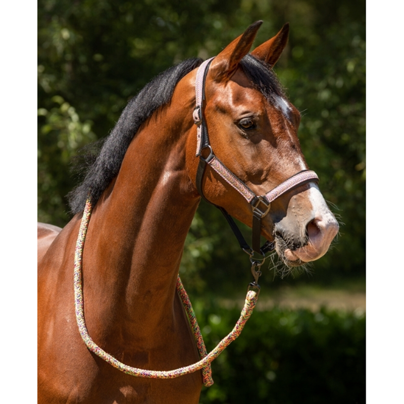 QHP Colorful Headcollar and Leadrope Set - Multi-2